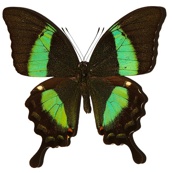 File:Green Banded Peacock (Papilio palinurus) (8367029867).jpg