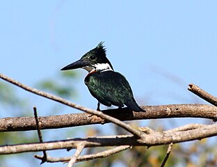 The green kingfisher breeds by streams in forests or mangroves.