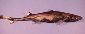 Описание изображения Green lanternshark nmfs1.jpg.