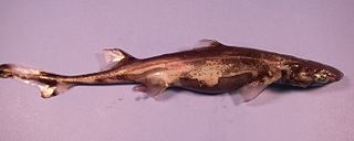 <i>Etmopterus</i> genus of fishes