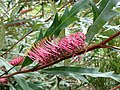 Miniatura para Grevillea barklyana