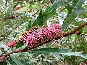 Beskrivelse af Grevillea barklyana.jpg-billedet.