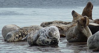 Grey seals hauled-out near Tentsmuir Point Grey seals hauled-out near Tentsmuir Point - geograph.org.uk - 1169864.jpg