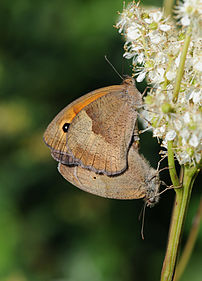 Le myrtil (Maniola jurtina), papillon nymphalidé présent en Afrique du Nord, en Europe et en Asie Mineure. (définition réelle 2 844 × 3 962)