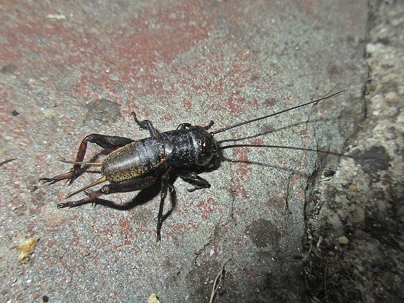 File:Gryllus campestris (Gryllidae) - (nymph), Clécy, France.jpg