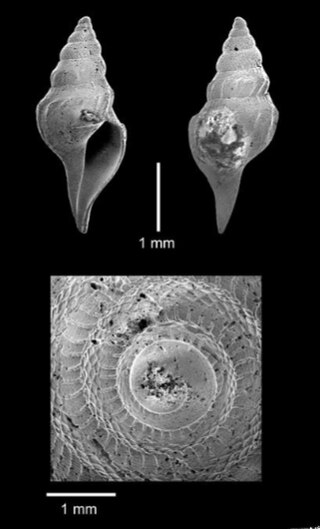 <i>Gymnobela lanceata</i> Species of gastropod