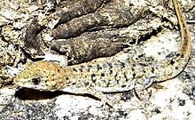 Gymnodactylus geckoides (10.3897-zoologia.37.e46661) Angka 10-15 (dipotong).jpg