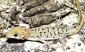 Opis zdjęcia Gymnodactylus geckoides (10.3897-zoologia.37.e46661) Ryciny 10–15 (przycięte) .jpg.