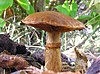 Gymnopilus junonius-02.jpg