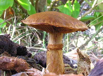 Gymnopilus junonius mushroom