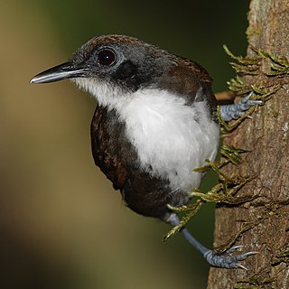 Bicolored antbird Species of bird