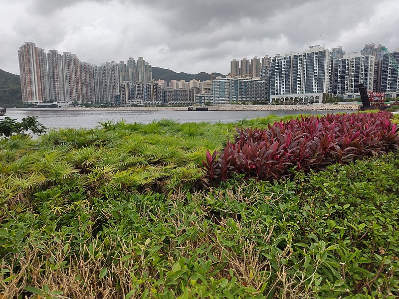 File:HK SKD TKO 將軍澳南 Tseung Kwan O South Promenade 海濱 bay 植物 green flora June 2022 Px3 01.jpg