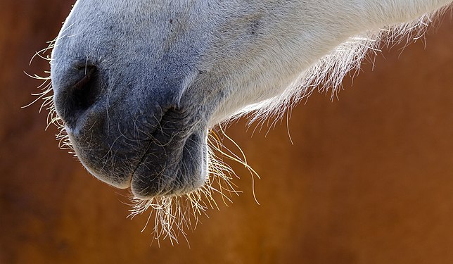 Hairs on a horse snout in backlight