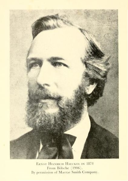 File:Haeckel 1874.jpg