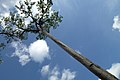 Havelock Island, Tree and sky, Andamans.jpg