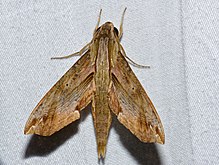 Hawkmoth (Eupanacra regularis) (15672750299).jpg