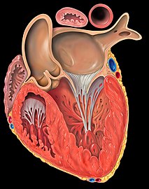 Coupe frontale du ventricule gauche du cœur humain.