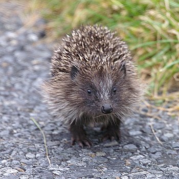 English: Hedgehog (Erinaceus europaeus), Norwi...