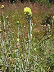 Helichrysum arenarium habitus.jpeg
