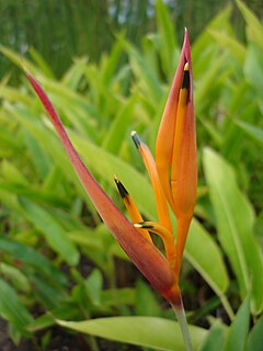 Description de l'image Heliconia-psittacorum-Réunion.jpg.