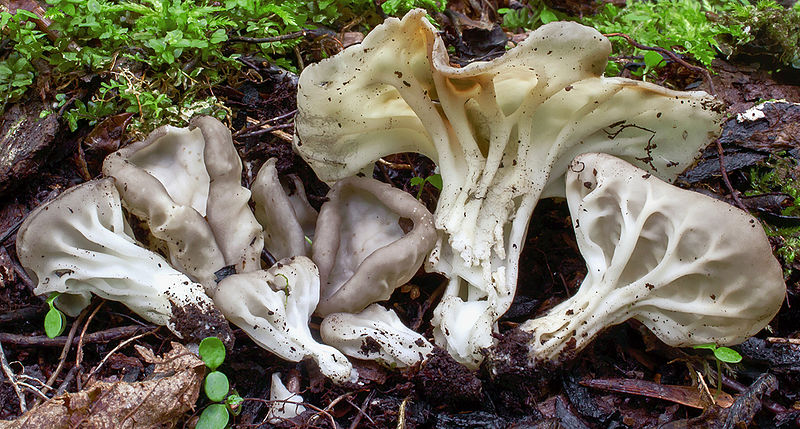 File:Helvella costifera 246766.jpg