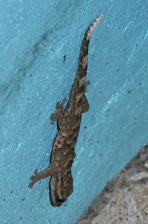 Afbeeldingsbeschrijving Hemidactylus mabouia in Coulibistrie, Dominica a01.jpg.