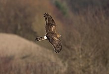 Hen harrier, a rare breeding bird. Hen Harrier.jpg