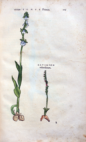 Herbarum vivae eicones-1-27-105.png