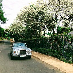 Einzigartig in Südafrika: Weiße Albino-Jacaranda-Bäume in der Herbert Baker Street