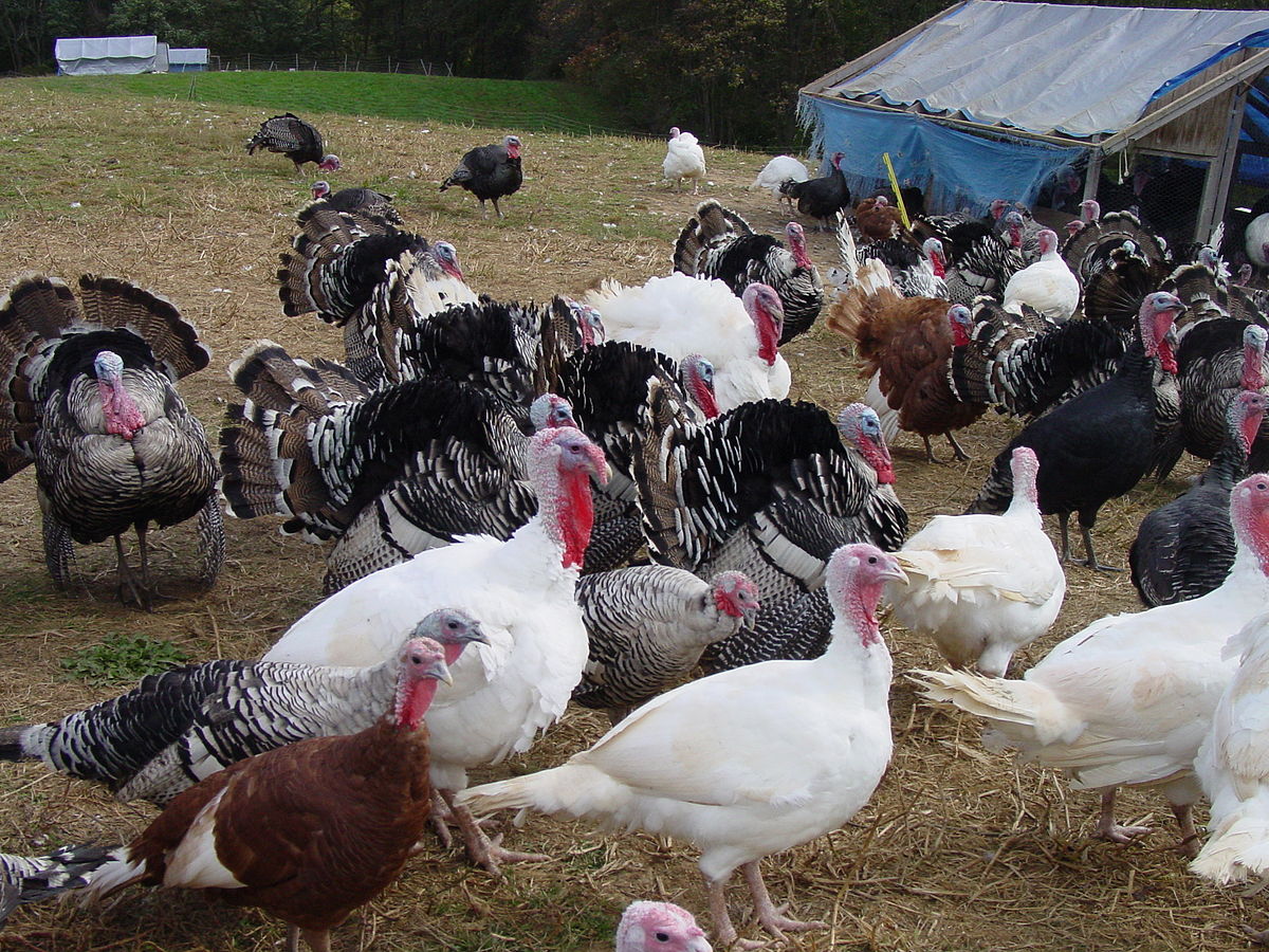 free range organic turkey farms