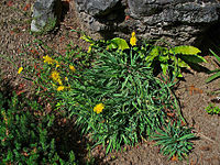 Hieracium bupleuroides