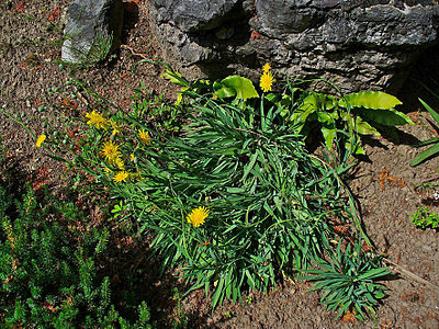 Hieracium bupleuroides Habitus