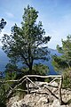 * Nomination Hiking path on the peninsula La Victòria, Mallorca --Kritzolina 07:43, 29 February 2024 (UTC) * Promotion What kind of tree is that? --Ermell 18:06, 29 February 2024 (UTC) I think it is some kind of pine tree, but I am asking the experts. --Kritzolina 20:05, 29 February 2024 (UTC)