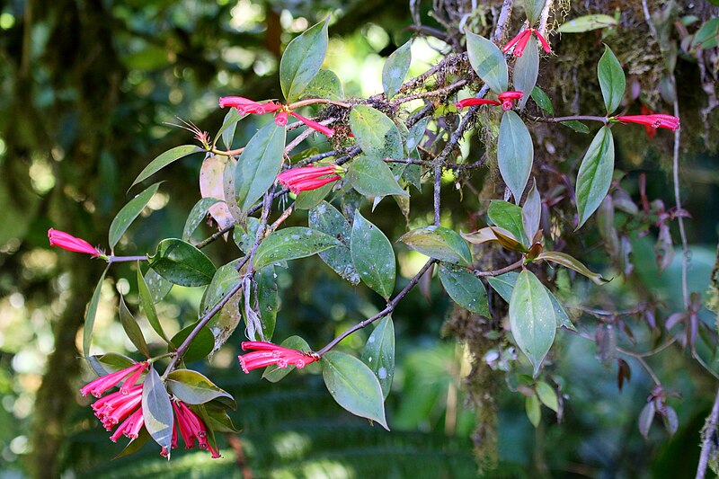 File:Hillia triflora Monteverde 04.jpg