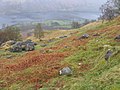Hillside towards Loch Lomond - geograph.org.uk - 406005.jpg