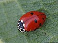 Hippodamia variegata (Goeze, 1777)