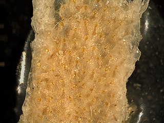 <i>Hippomenella</i> Genus of bryozoans