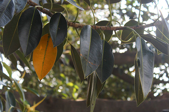 Leaves of the "Gomero de la Recoleta", a famous tree which is now over 200 years old, located in Buenos Aires, Argentina