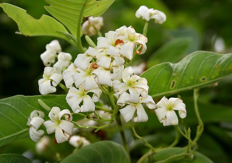 File:Holarrhena pubescens flowers W IMG 0292.jpg