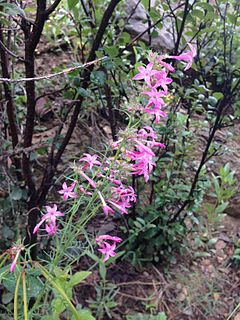 <i>Ipomopsis sancti-spiritus</i> Species of flowering plant