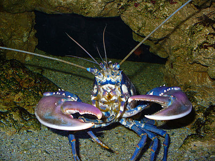 Морской рак. Омар ракообразное. Homarus Gammarus. Европейский Омар. Омар рифовый.