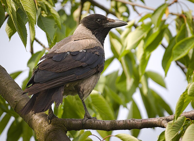 File:Hooded crow (48263120586).jpg