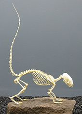 A hooded skunk skeleton on display at the Museum of Osteology Hooded skunk skeleton.JPG