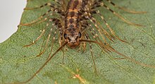 House centipede 17-05-06 14 crop 2.jpg