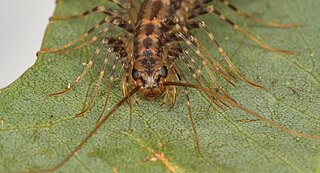 <span class="mw-page-title-main">Scutigeromorpha</span> Order of centipedes