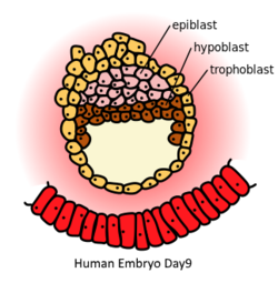 Human Embryo Day9.png