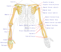 Thumbnail for File:Human arm bones diagram-ja.svg