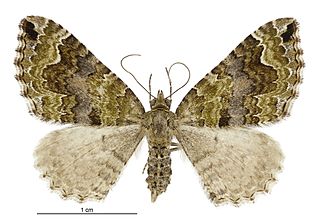 <i>Hydriomena rixata</i> Species of moth endemic to New Zealand