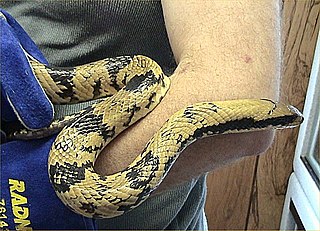 <i>Hydrodynastes</i> Genus of snakes