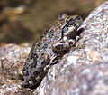 Miniatura para Pseudacris cadaverina